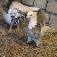 ۳۰ عدد طوقی