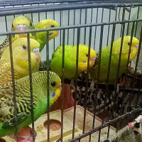 مرغ عشق|پرنده|محمدشهر, محمدشهر|دیوار