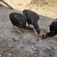 انگشتر|بدلیجات|شیروان (خراسان), |دیوار