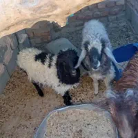 دو عدد بره نر