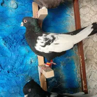 سینه