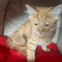 واگذاری گربه نژاد دار