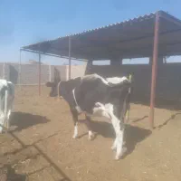 تلیسه زایمان اول بدون گوساله|حیوانات مزرعه|رشتخوار, |دیوار