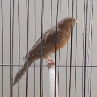 قناری ماده اماده