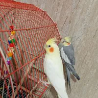 دو عدد عروس هلندی ب فروش میرود