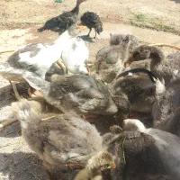 جوجه غاز|حیوانات مزرعه|شادگان, |دیوار