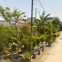 کار در امور باغی و نهالستان