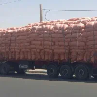کاه گندم