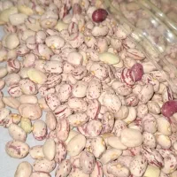 لوبیا چیتی درجه یک