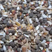 خوراک و دام طیور با قیمت مناسب