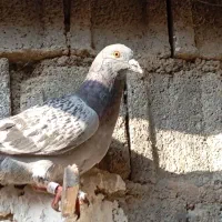 کبوتر جوجه پولکی