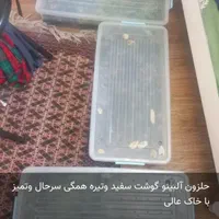 حلزون آلبینو والا چینو|خزنده|مشهد, سناباد|دیوار