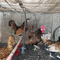 تخم مرغ نطفه دار برهما|حیوانات مزرعه|قائم‌شهر, |دیوار