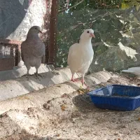 کنارخیس|پرنده|وحیدیه, |دیوار