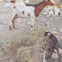 یه عدد بز با کهرهاش و یک کهره|حیوانات مزرعه|رویدر, |دیوار