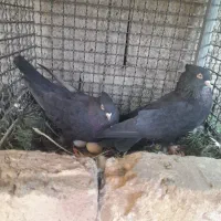 سبز زاغ بمی اصل جنس