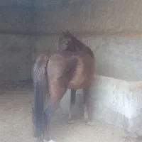 اسب|حیوانات مزرعه|زابل, |دیوار