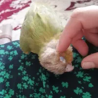 طوطی گرینچیک|پرنده|فولادشهر, مسکن مهر فولادشهر|دیوار