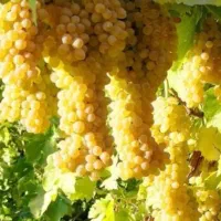فروش ۱۴۰۰ متر  باغ و ویلای انگور در لاهرود|فروش زمین و ملک کلنگی|مشگین شهر, |دیوار