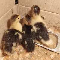 جوجه اردک اسرائلی