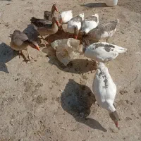 غاز|حیوانات مزرعه|بروجرد, |دیوار