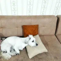 سگ شتیزو واگدار میشود