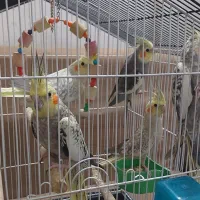 عروس هلندی