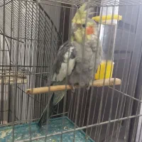 عروس هلندی|پرنده|جوانرود, |دیوار