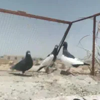 کبوتر