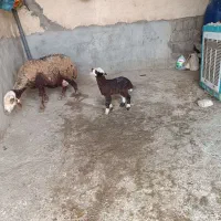 میش و بره|حیوانات مزرعه|زاغه, |دیوار