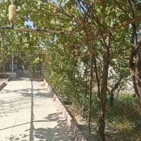 باغ ویلای ۵۰۰ متری در رامجین|فروش زمین و ملک کلنگی|رامجین, |دیوار