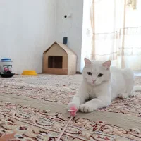 گم شده|گربه|مریوان, |دیوار