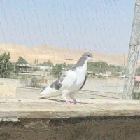 کبوتر شهری|پرنده|شیراز, سلطان آباد|دیوار