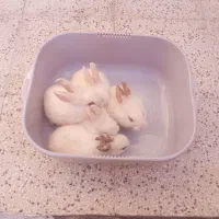 بچه خرگوش لوپ ناز و کوچولو|موش و خرگوش|نیشابور, ده حلاج|دیوار