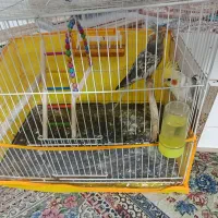 یک جفت عروس هلندی با۳عدد جوجه