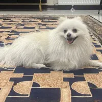سگ پامرین سفید نر