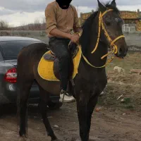 اسب اصیل کرد بابرگه کشش کره شیهه ارژنگ