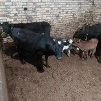 گاو شیری|حیوانات مزرعه|ایجرود, |دیوار