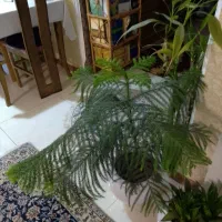 گل کاج مطبق ۵ طبقه ۳ساله دارای گلدون سرامیکی|گل و گیاه طبیعی|رشت, جهاد|دیوار
