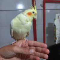 عروس هلندی دستی و بازیگوش