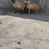 سه راس نرو ماده برا نگهداری