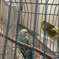 مرغ عشق جفت