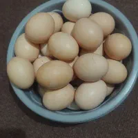تخم مرغ محلی
