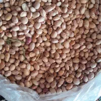 لوبیا چیتی