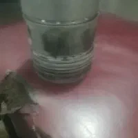 پیستون خاوریا دهتونه نمیدونم فکرکنم خاورباشه سالم|قطعات یدکی و لوازم جانبی|سبزوار, شهرک صنعتی خاوران|دیوار