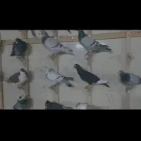 ۸۰تا کفتر جنگده شب روز ندارن همه پلاکی ابلغ|پرنده|مشهد, توس (بلوار توس)|دیوار