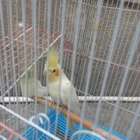 عروس هلندی باقفس