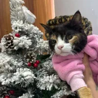 پانسیون حیوانات خانگی دوردونه