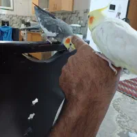 دوتا عروس هلندی نر مس سخنگو