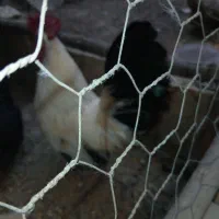 یک عدد خروس جاپین،